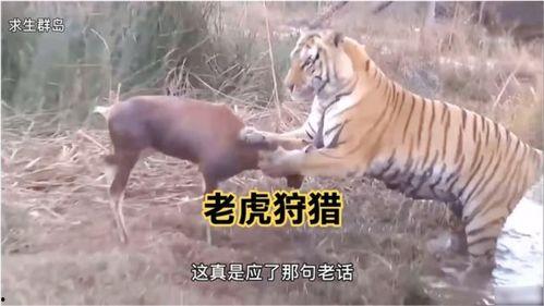 王老虎被爆料视频播放下载,播放下载量激增背后的真相揭秘 第2张 王老虎被爆料视频播放下载,播放下载量激增背后的真相揭秘 第2张